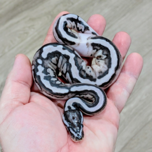 VPI Axanthic Pied (Male)