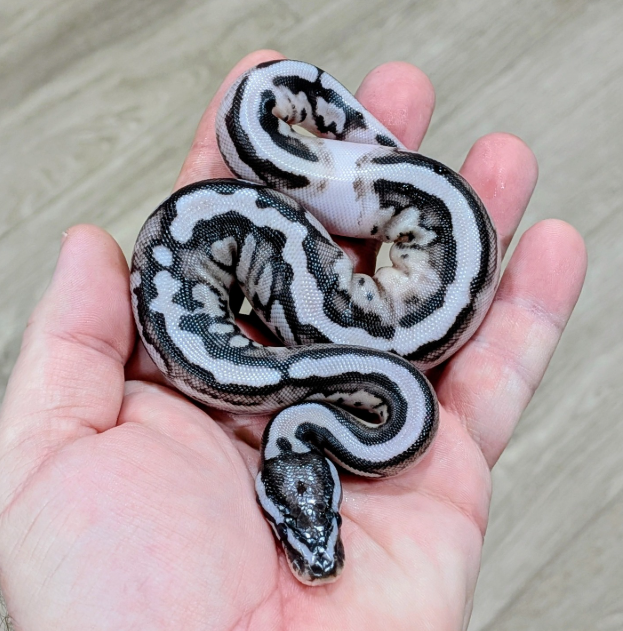 reptiles onlins VPI Axanthic Pied (Male)