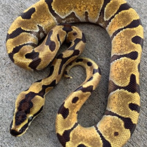 Super Enchi Ball Python for sale (Python regius)Male