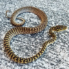 Zebra Carpet Python for sale (Morelia spilota sp)