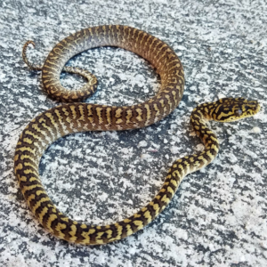 Zebra Carpet Python for sale (Morelia spilota sp)