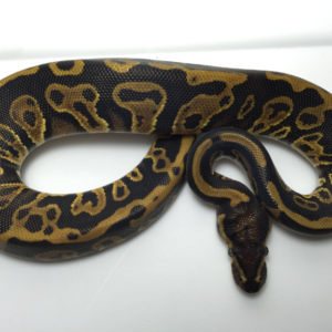 Leopard Ball Python for sale (Python regius) male