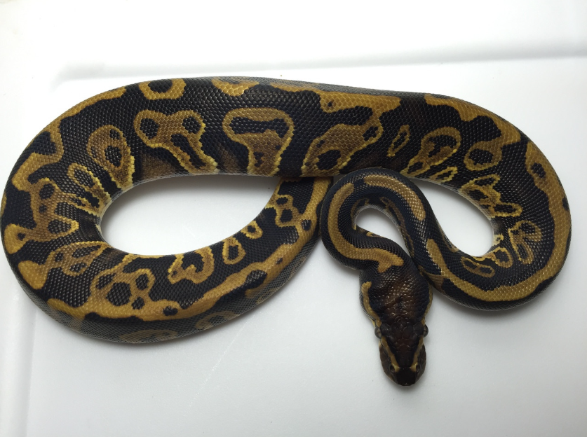 Screenshot 2026-06-19 205829 Leopard Ball Python for sale (Python regius) male