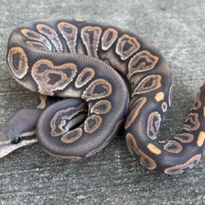 Cinnamon Ghost Ball Python for sale (Python regius)Female