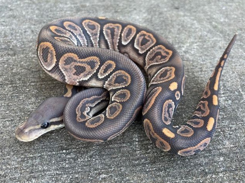 Screenshot 2026-06-19 210654 Cinnamon Ghost Ball Python for sale (Python regius)Female