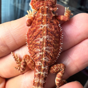 alpha hypo red monster