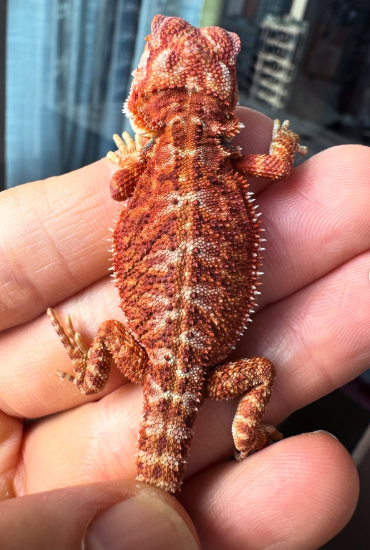 Screenshot 2026-06-20 213608 alpha hypo red monster