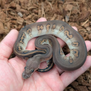 Cinnamon Stranger Clown Het Dg Ball Python (Female)