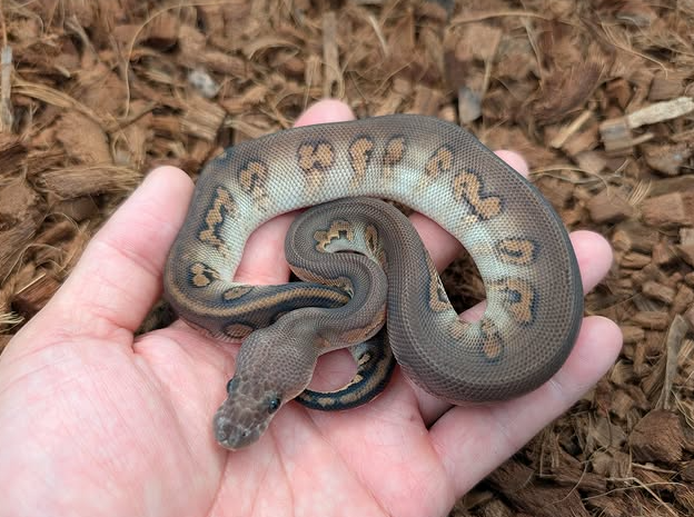 Screenshot 2026-06-20 215542 Cinnamon Stranger Clown Het Dg Ball Python (Female)
