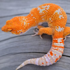 Red Diamond/Tangelo Line Tangerine Tremper Leopard Gecko