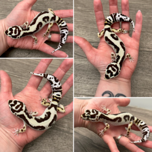 Bold Bandit (Ph Tremper) Leopard Gecko