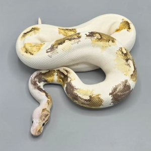 Paradox Ball Python (Female)