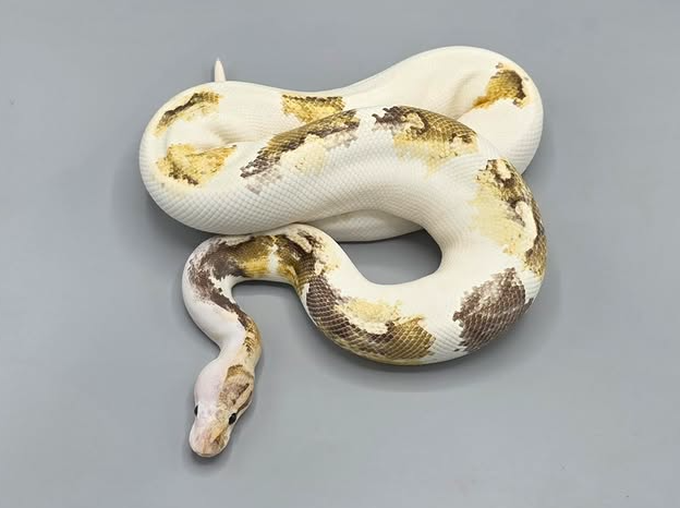 Screenshot 2026-06-20 222026 Paradox Ball Python (Female)
