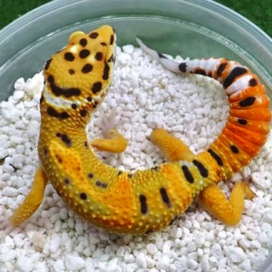 Het Tremper Leopard Gecko