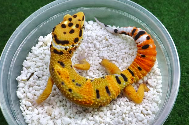 Screenshot 2026-06-20 222513 Het Tremper Leopard Gecko