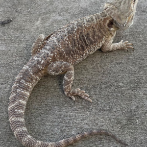 ADULT Bearded Dragon for Sale (Pogona vitticeps)
