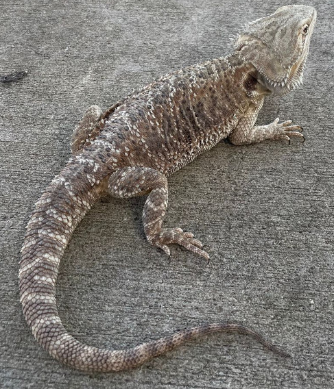 reptiles onlins ADULT Bearded Dragon for Sale (Pogona vitticeps)