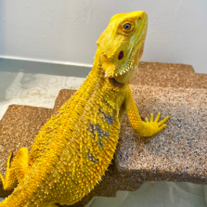 Yellow Citrus Morph Bearded Dragons