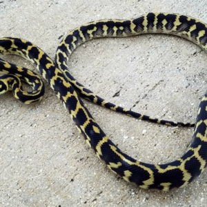 Irian Jayan Carpet Python for sale (Morelia spilota sp)Male