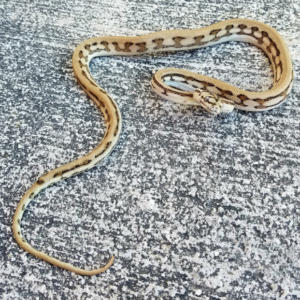 Tiger Carpet Pythons for sale (Morelia spilota sp) Male