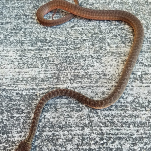 Granite Carpet Python for sale (Morelia spilota sp)
