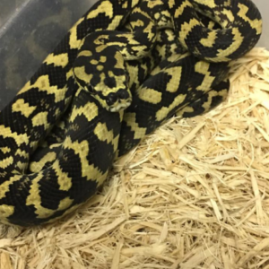 Jungle Carpet Pythons for sale (Morelia spilota sp) Female