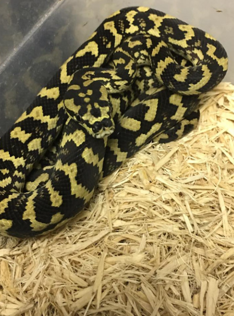Screenshot 2026-06-17 230939 Jungle Carpet Pythons for sale (Morelia spilota sp) Female