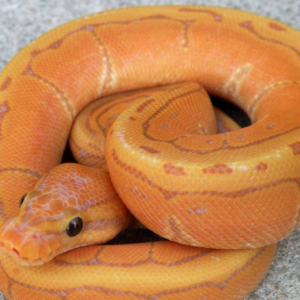 Coral Glow Pinstripe Ball Python for sale (Python regius)