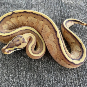 Super Stripe Ball Pythons for sale (Python regius)