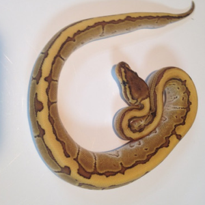 King Pin Ball Pythons for sale (Python regius)