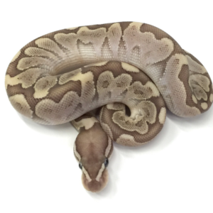 Bamboo Ball Python for sale (Python regius)