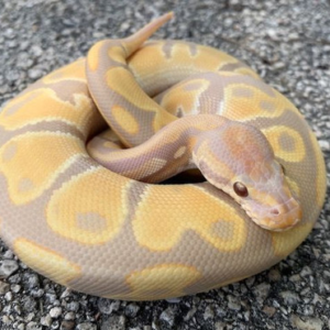 Candy Ball Python for sale (Python regius)