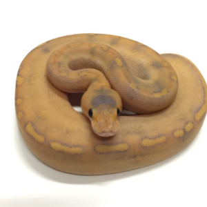 Mimosa Ball Python for sale (Python regius)