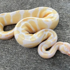 Albino Ball Python for sale (Python regius)