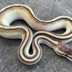 Pastel Butter Genetic Stripe Ball Pythons for sale (Python regius)