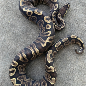 GHI Ball Python for sale (Python regius)