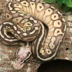 Butter Super Pastel Ball Python for sale(Python regius