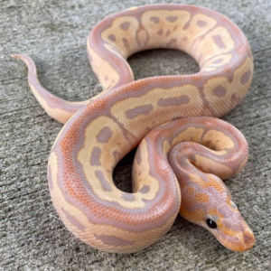 Banana Clown Ball Python for sale (Python regius) Female
