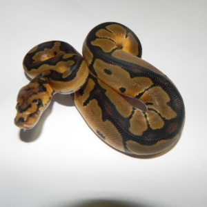 Pastel Clown Ball Python for sale (Python regius)Female