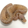 Coral Glow Pewter Ball Python for sale (Python regius)Female