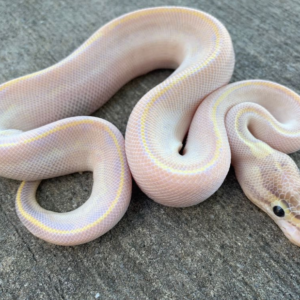Ivory Ball Pythons for sale (Python regius) Female