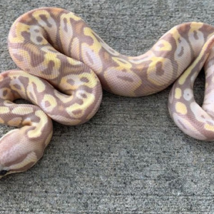 Coral Glow Pastel Ball Pythons for sale (Python regius)Male