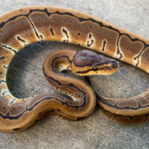 Pinstripe Ball Pythons for sale (Python regius)