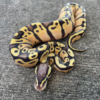 Vanilla Pastel Ball Pythons for sale (Python regius)Male