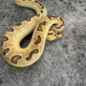 Super Enchi Clown Ball Python for sale (Python regius) female