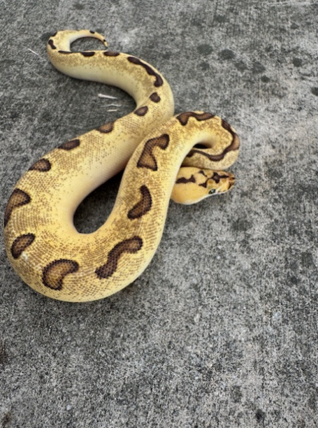 Screenshot 2026-06-17 211210 Super Enchi Clown Ball Python for sale (Python regius) female