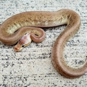 Pastel Gargoyle Ball Python for sale (Python regius)