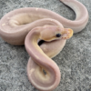 Super Cinnamon Coral Glow Ball Python for sale (Python regius)