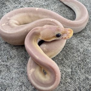 Super Cinnamon Coral Glow Ball Python for sale (Python regius)
