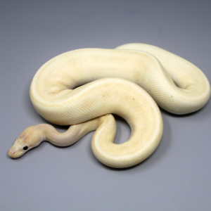 Coral Glow Champagne Pinstripe Ball Python for sale (Python regius)MALE #M10A-67